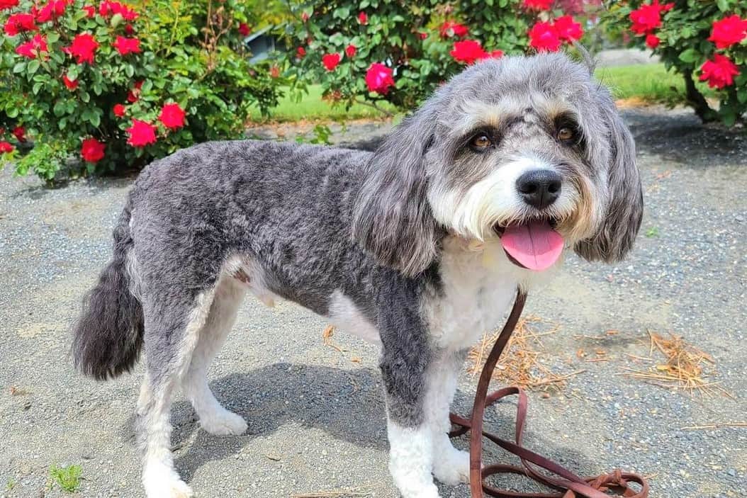 Do Aussiedoodles Have Hair or Fur?