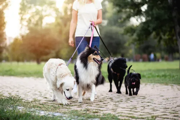girl holding dogs with leashes
