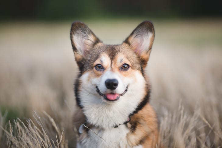 Pembroke Welsh Corgis dog in grassfield