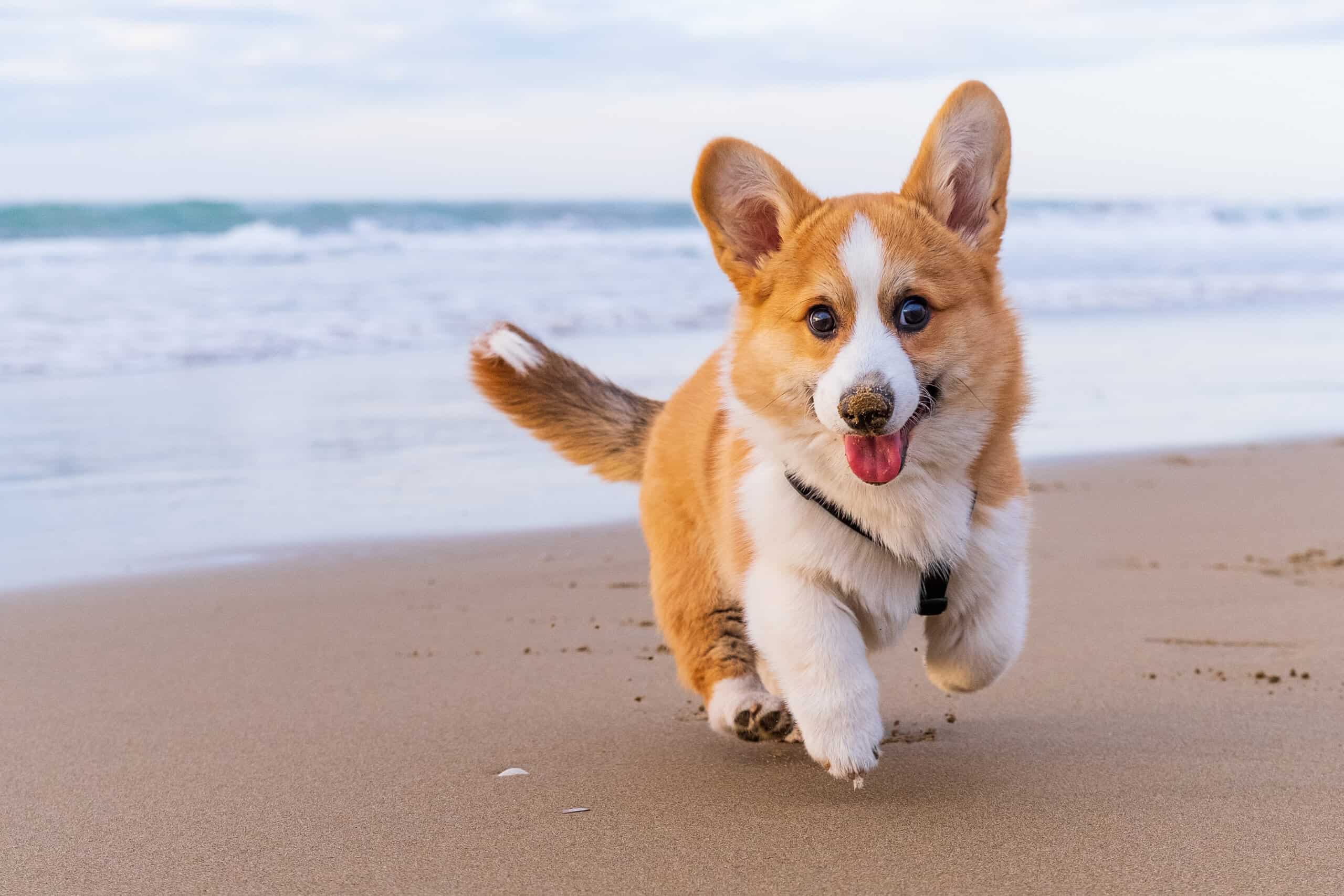 Pembroke Welsh Corgis