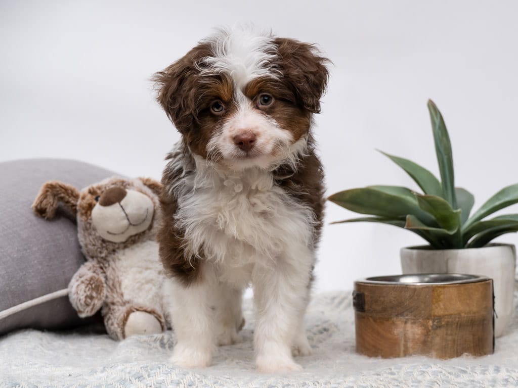 Aussiedoodle allergies hot sale