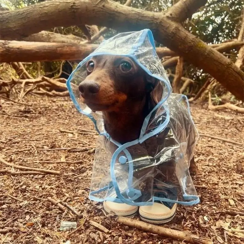 Dachshunds in Outfits