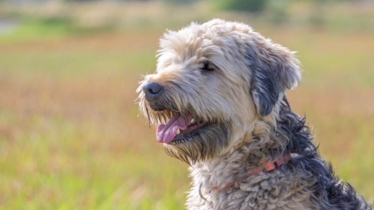 Do Soft Coated Wheaten Terrier Shed