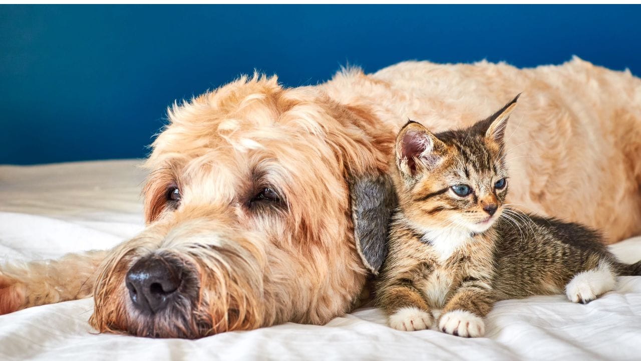 Soft Coated Wheaten Terriers With a Cat
