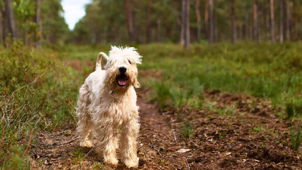 Soft Coated Wheaten Terriers Alone