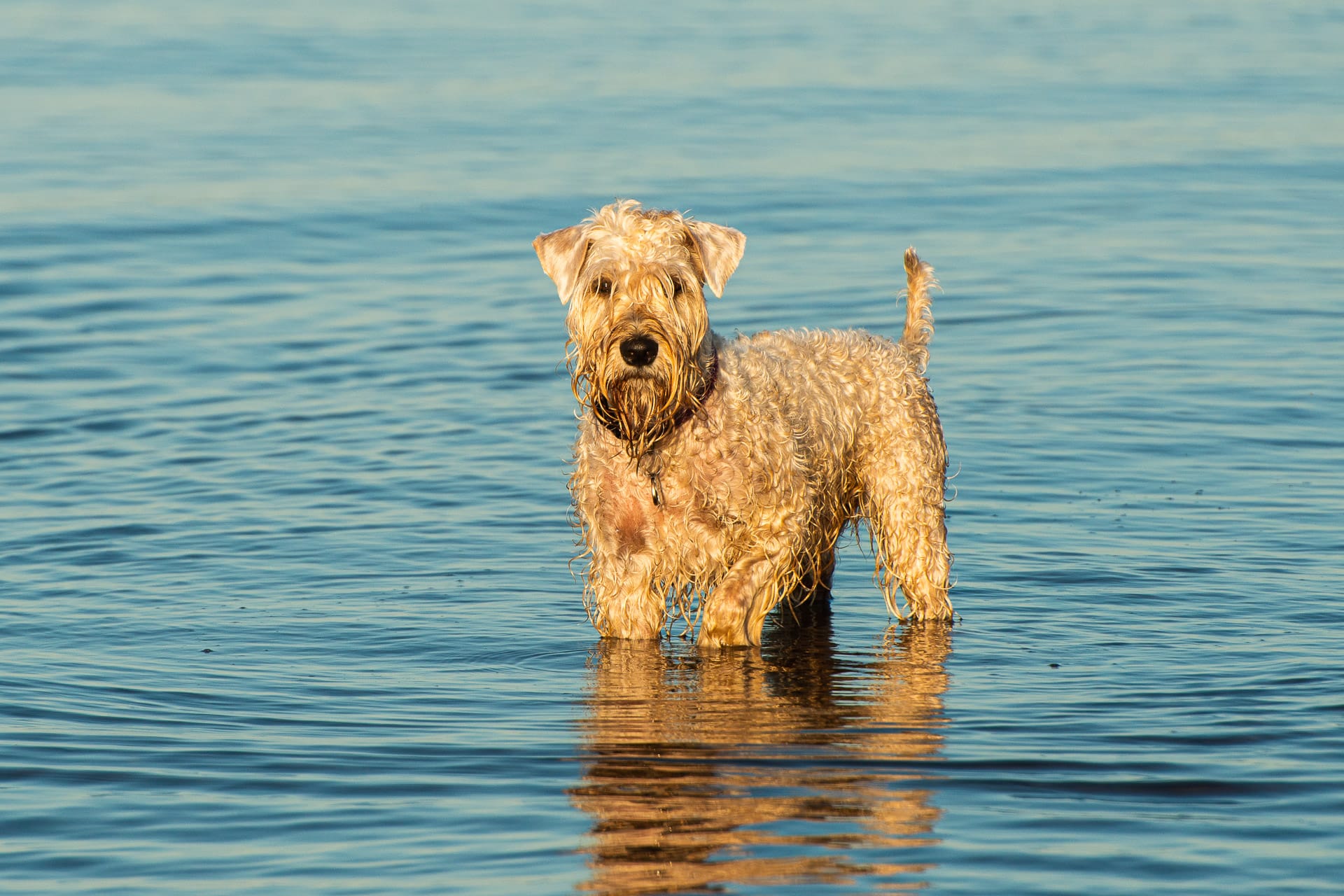 Soft Coated Wheaten Terriers in the water