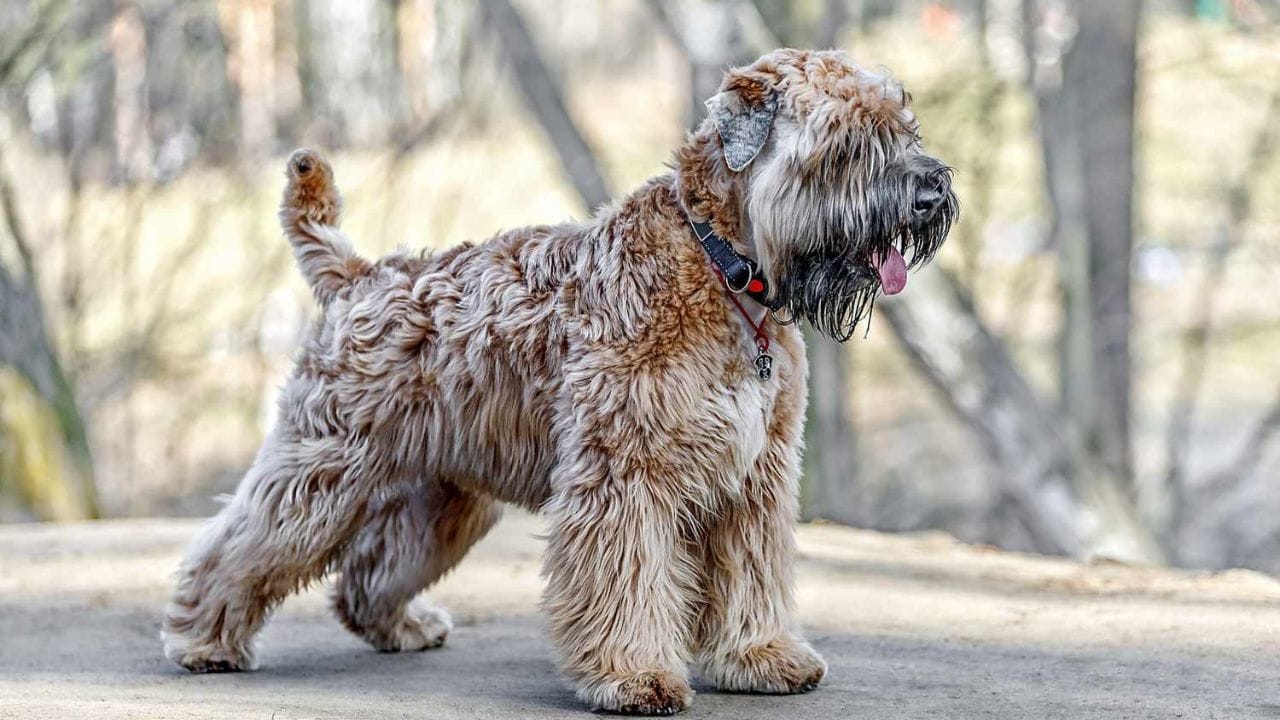 Soft Coated Wheaten Terriers 