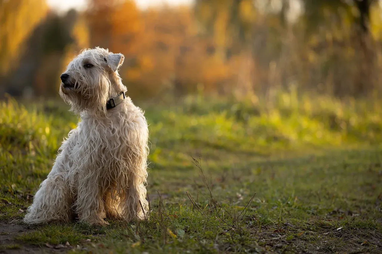 Wheaten terrier hotsell sensitive stomach