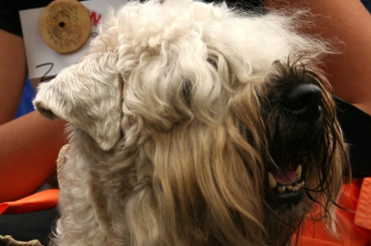 Are Soft Coated Wheaten Terriers Easy to Train