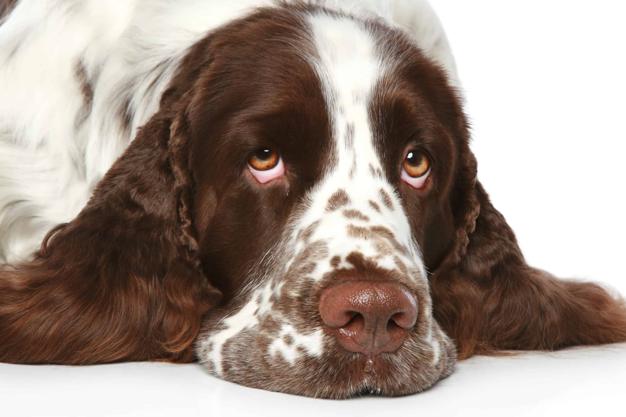 English Springer Spaniels