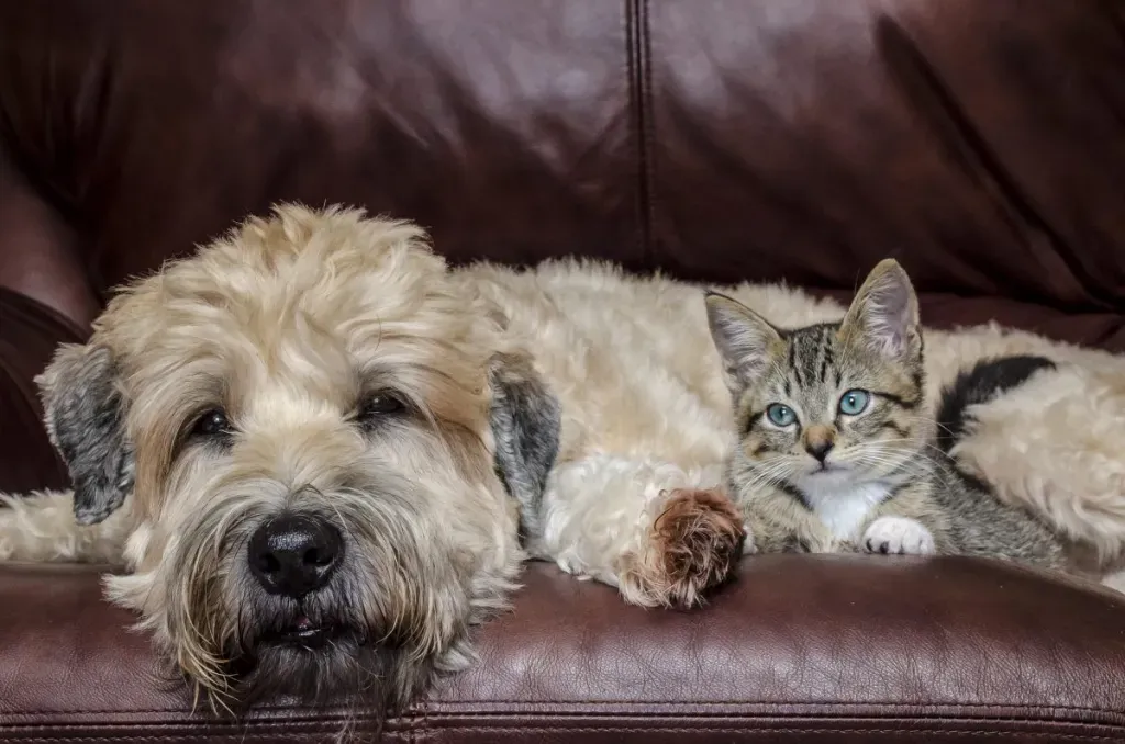 Wheaten terrier sales and cats