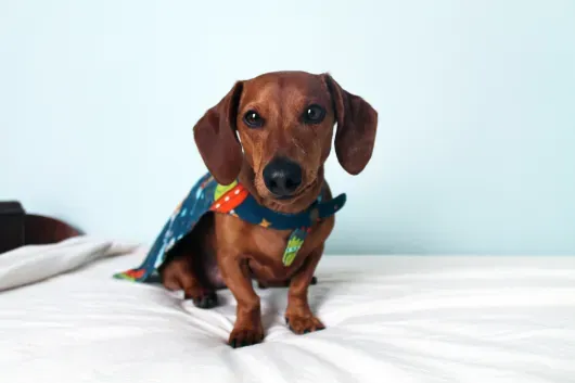 Dachshunds in Outfits