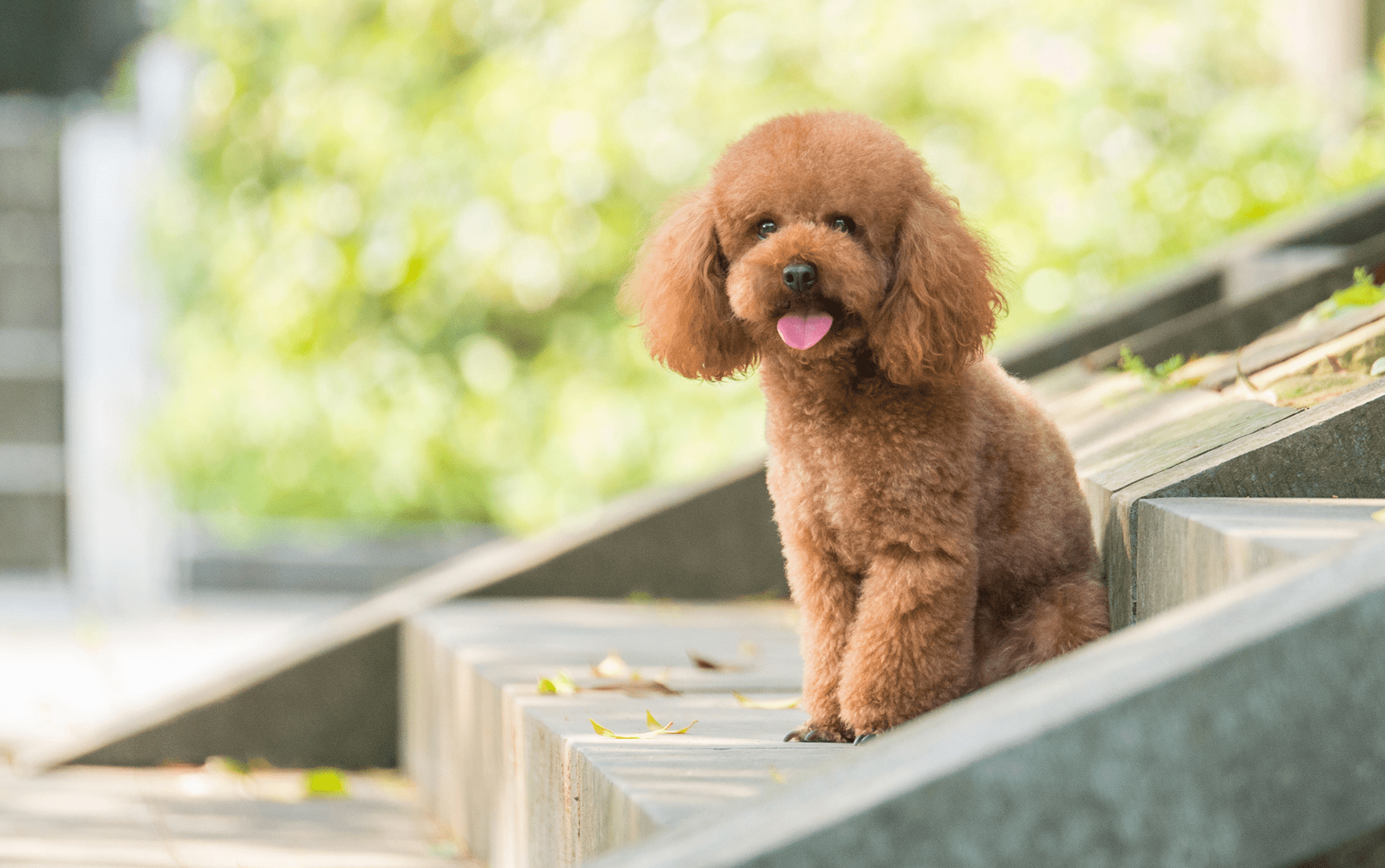 What Is A Teacup Poodle? - Learn About Nature