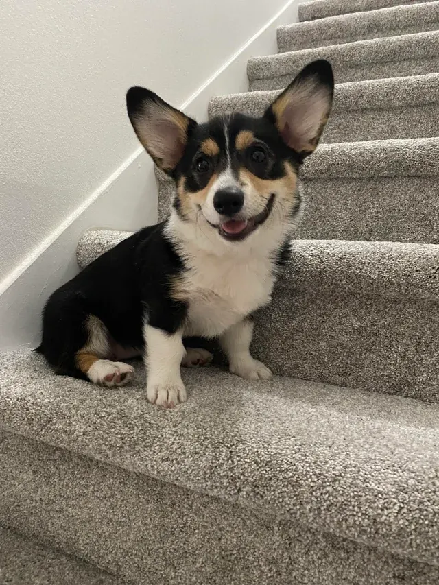 Corgis Got Stuck in the Most Unexpected Places