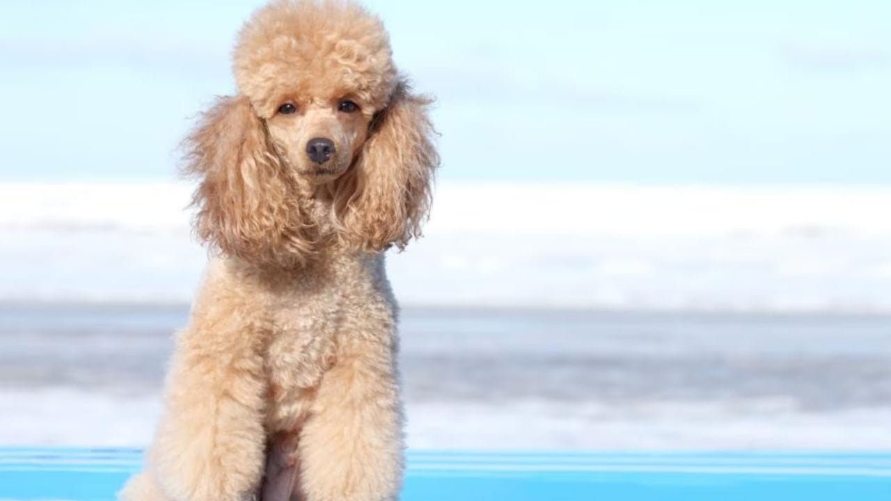 How To Groom A Toy Poodle