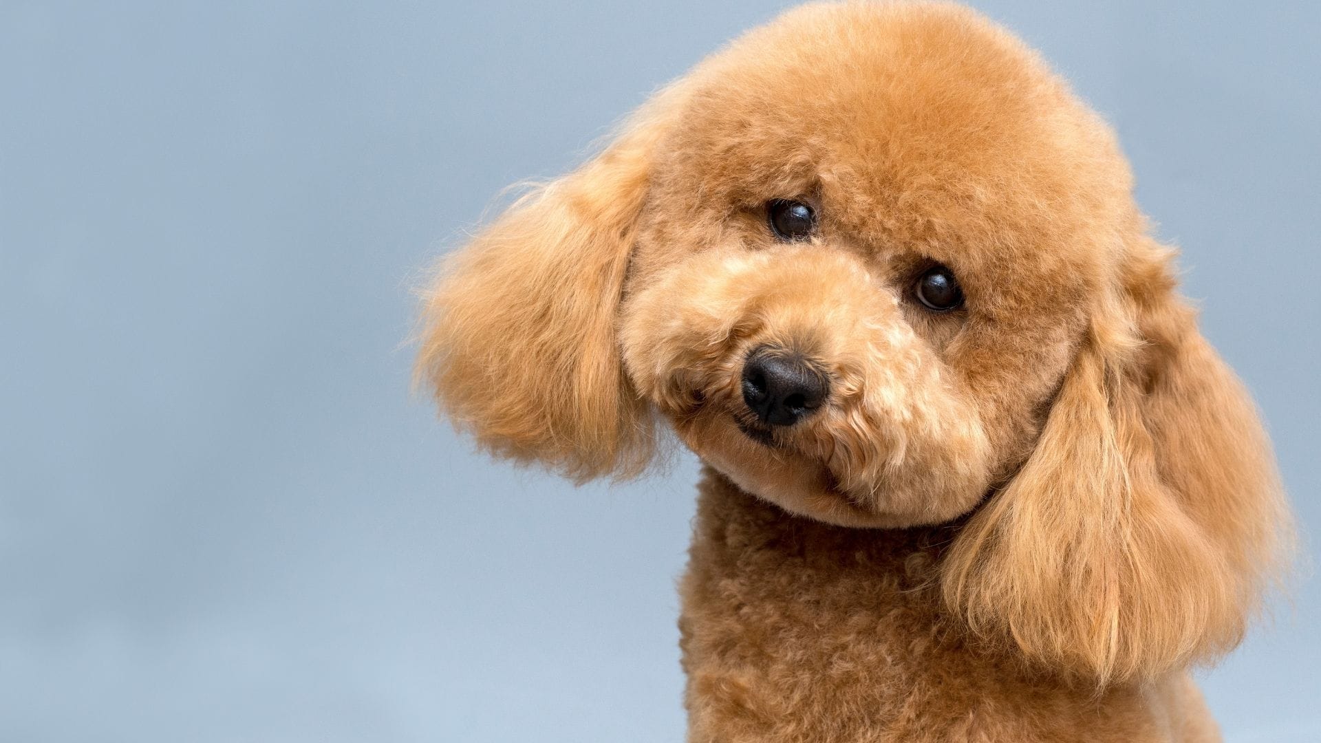 Toy Poodle Puppy