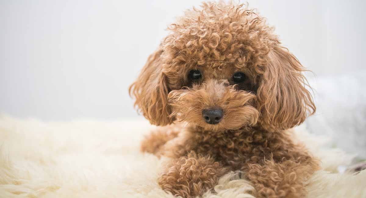 Toy Poodle sitting on bed