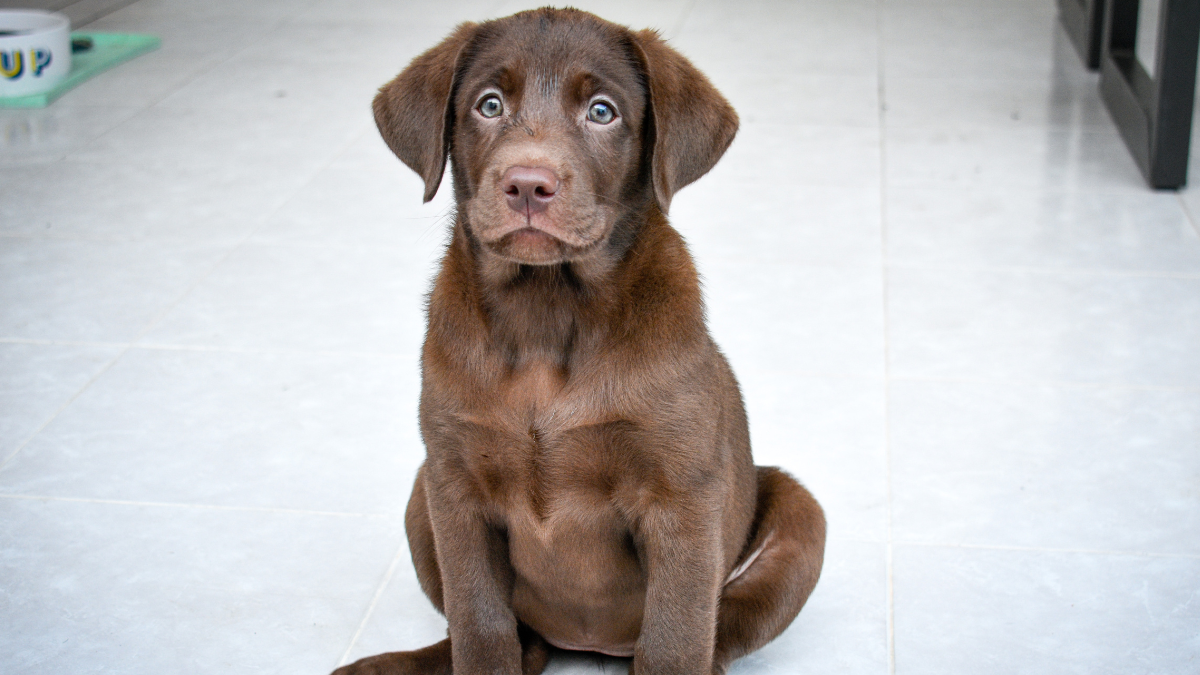 Can Chocolate Labs Have Blue Eyes