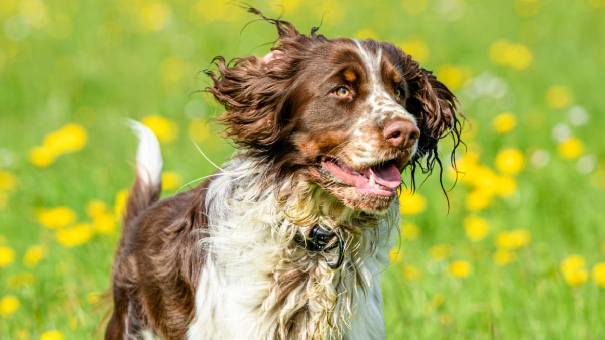 Are English Springer Spaniels Good Family Dogs