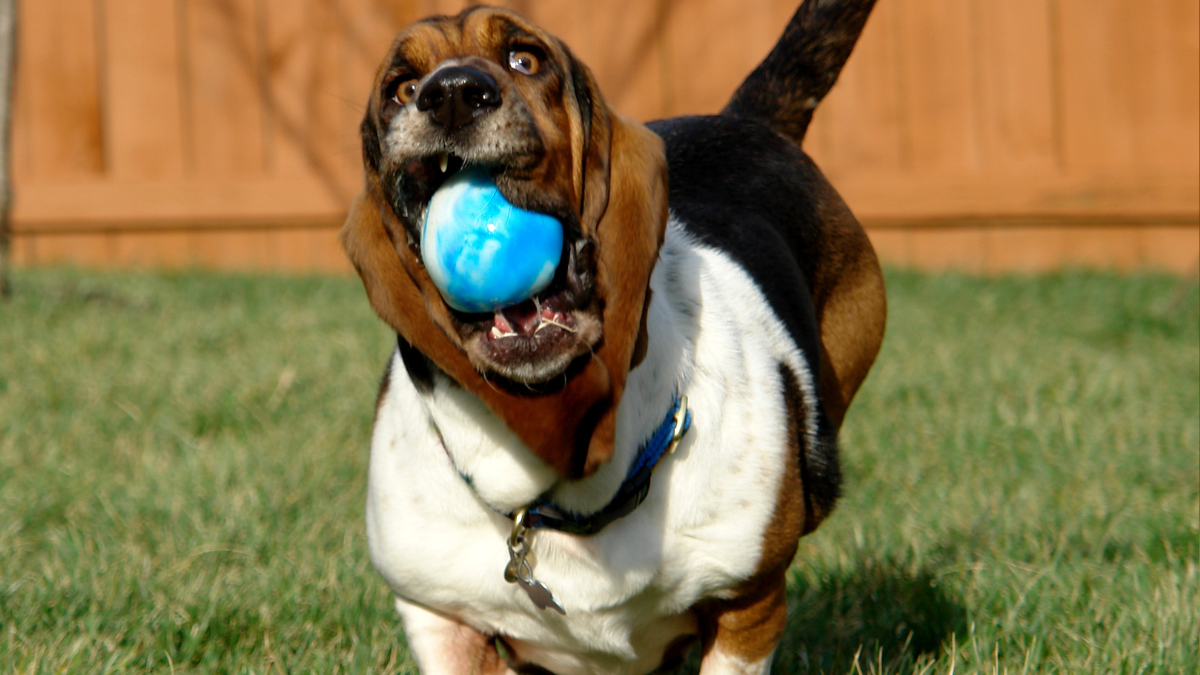 Are Basset Hounds Easy to Train
