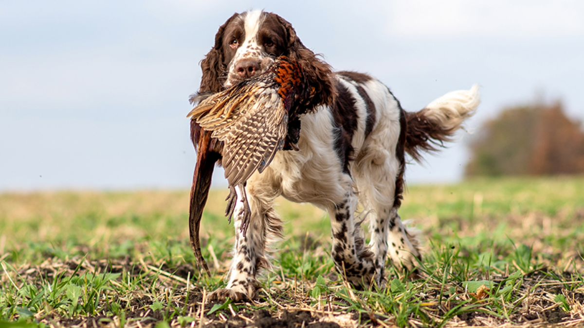Are English Springer Spaniels Hunting Dogs