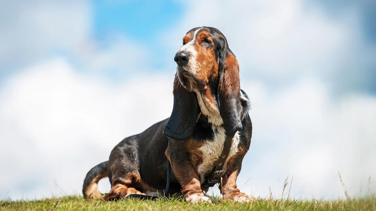 Are Basset Hounds Loud