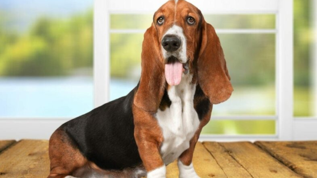 Can Basset Hounds Be Left Alone