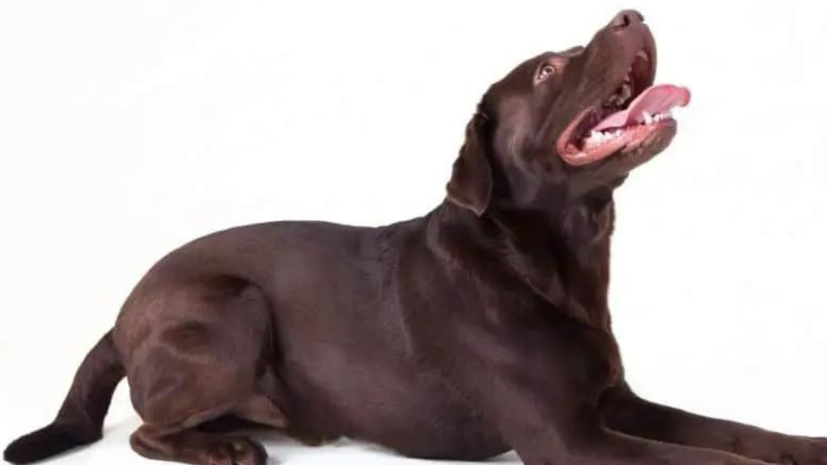 Are Chocolate Labs Hypoallergenic