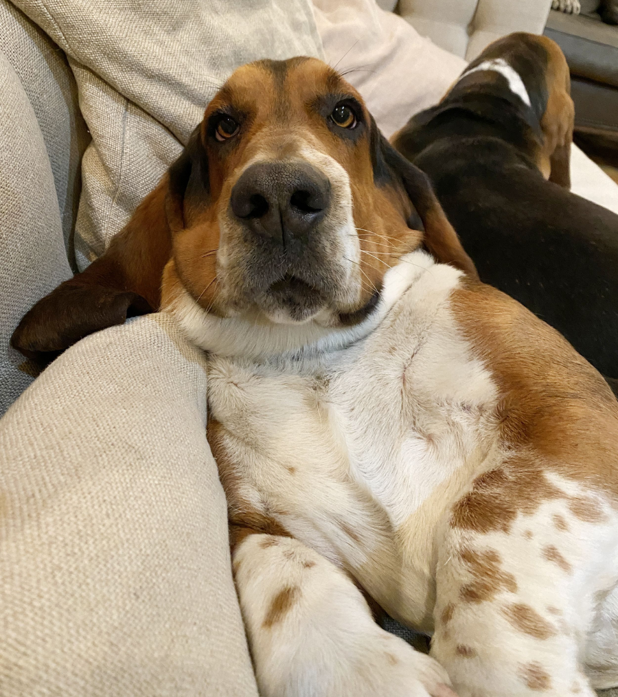 Are Basset Hounds Good Family Dogs