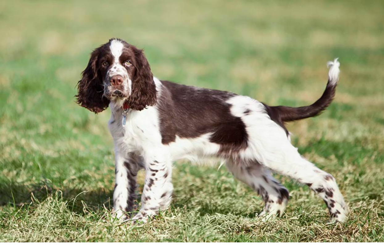 English Springer Spaniel Dog Breed Information | Blog | 4Paws Pet Insurance