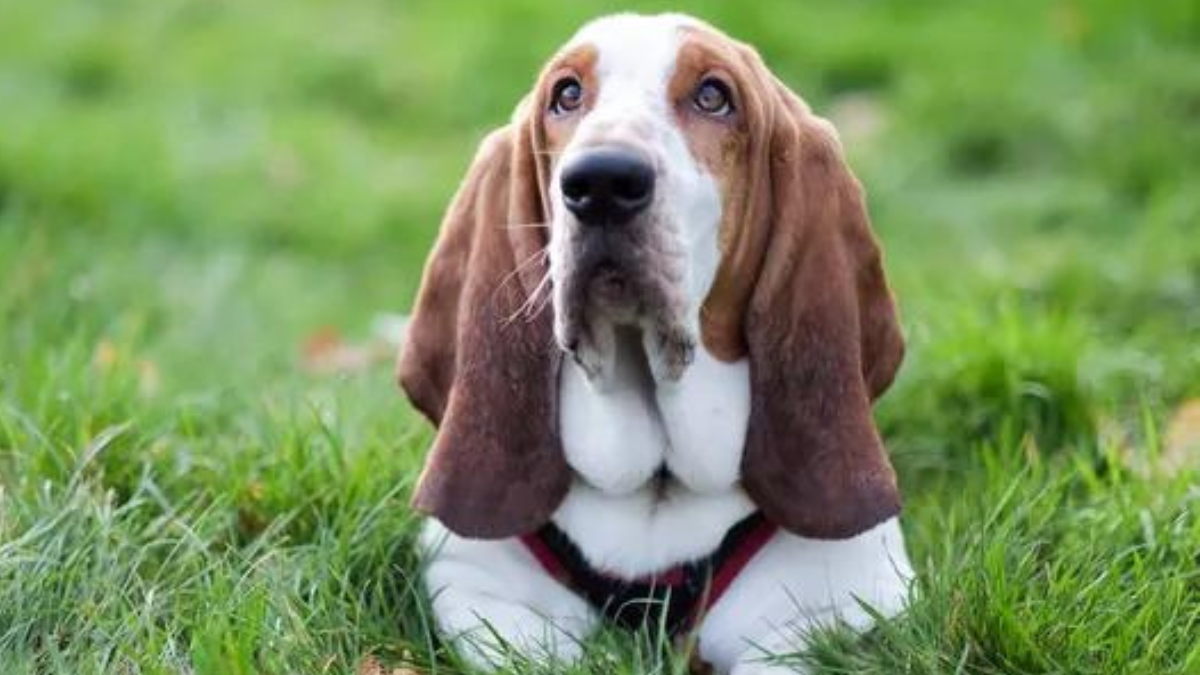 Are Basset Hounds Hunting Dogs