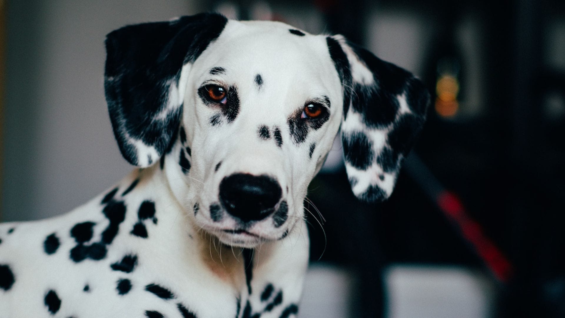 are dalmatian dogs deaf