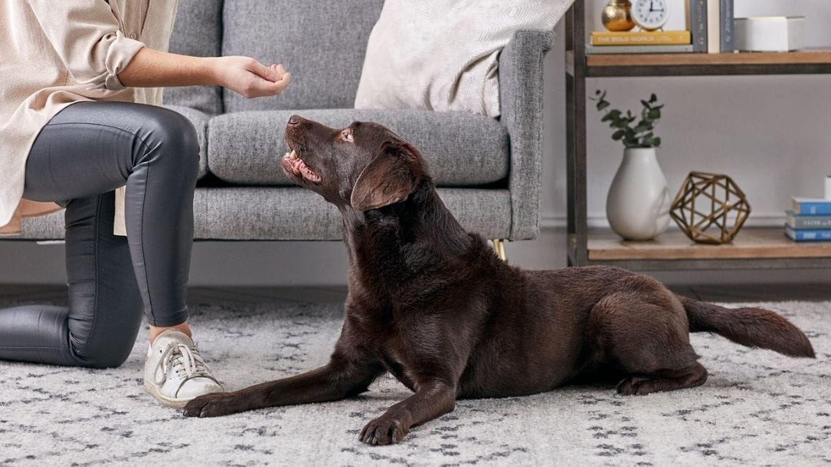 Are Chocolate Labs Easy to Train