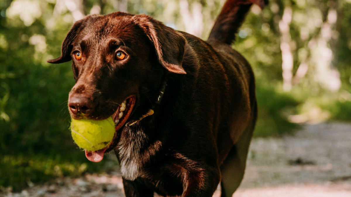 Can Chocolate Labs Be Guide Dogs