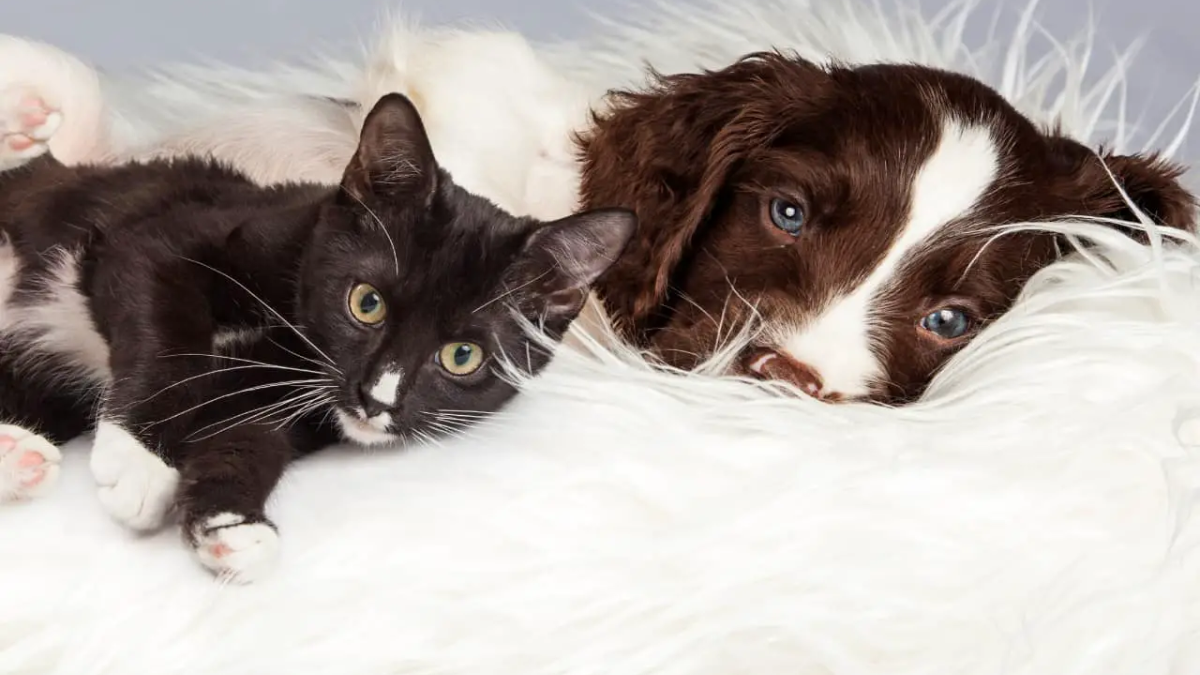 Are English Springer Spaniels Good with Cats?