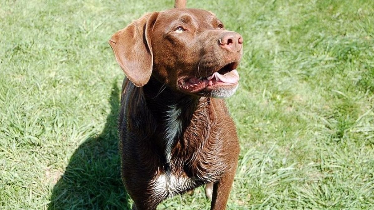 Can Chocolate Labs Have White Markings