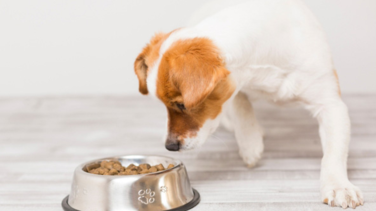 Air Dried Dog Food: Nutrient-Rich Canine Option