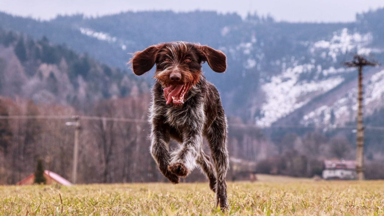 wirehaired pointing griffon playing in the field
