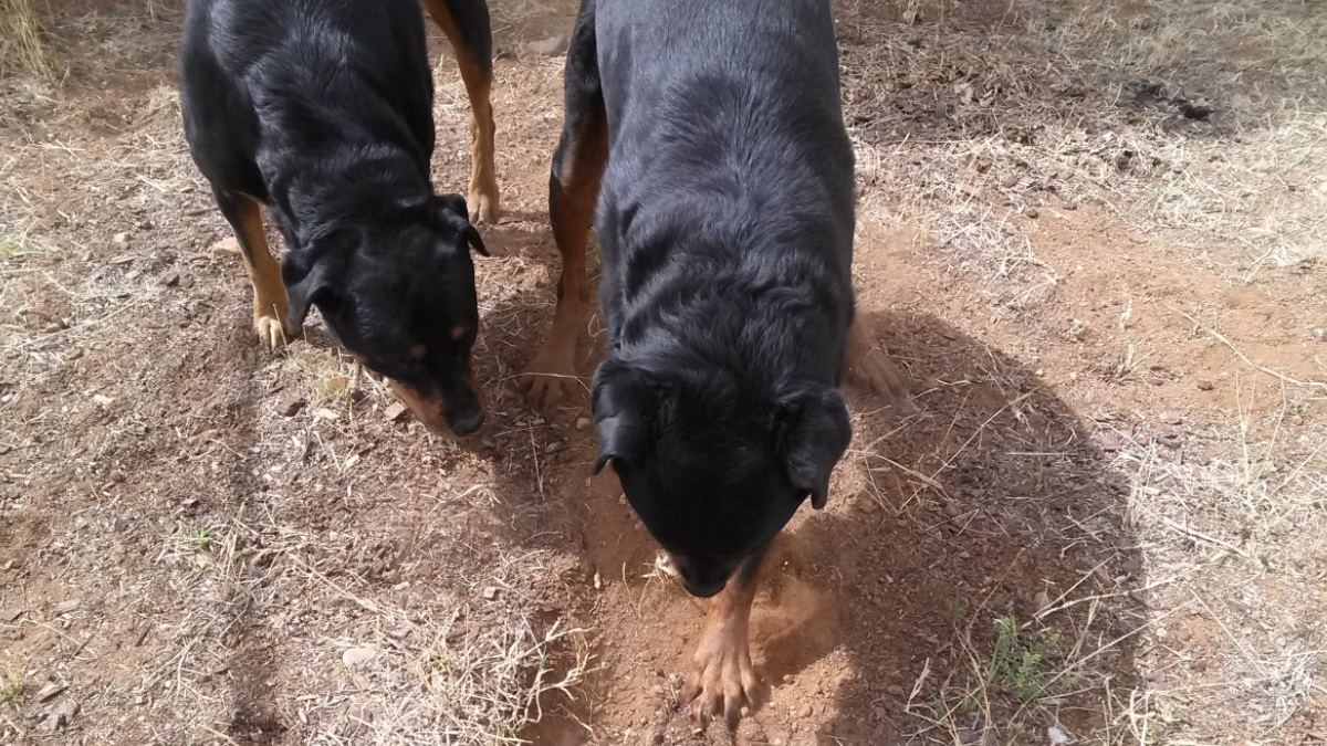 Two dogs digging the ground