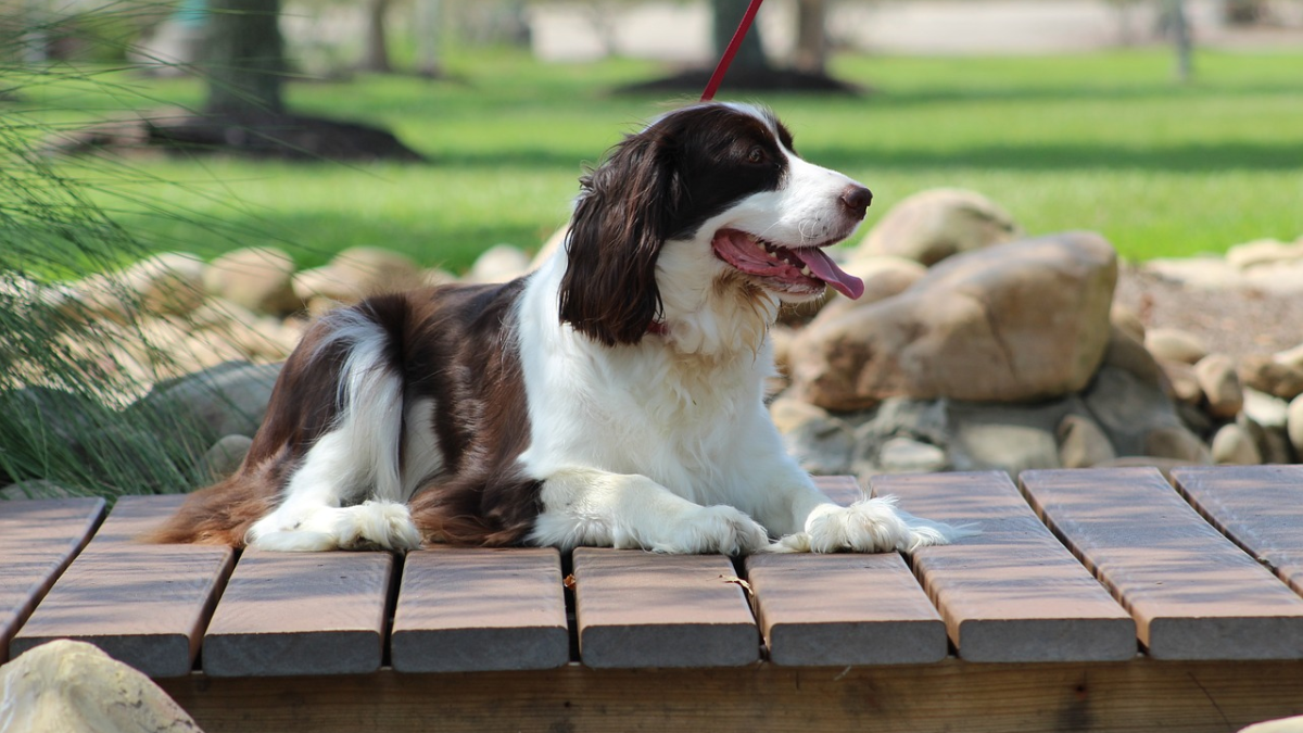 Can English Springer Spaniels Live in Apartments?