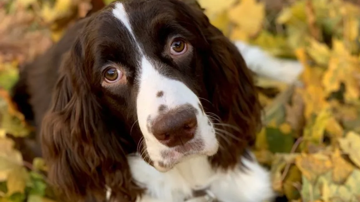 Do English springer spaniels have a double coat