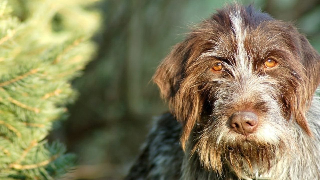 Wirehaired Pointing Griffons