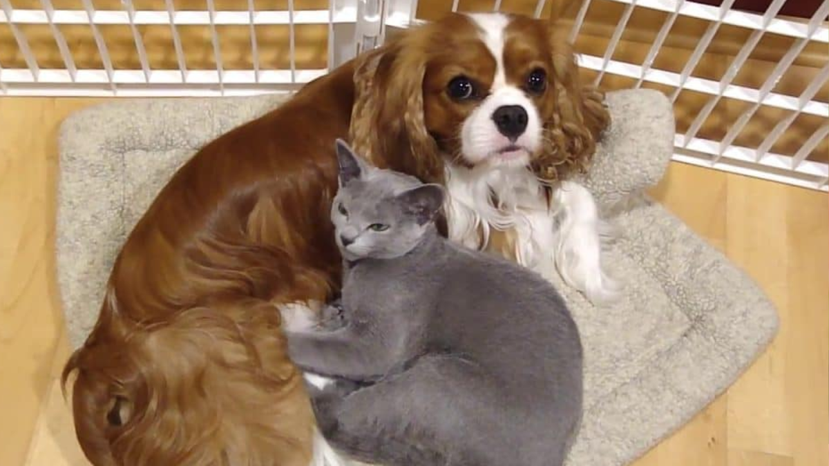 Cavalier King Charles Spaniels with Cat