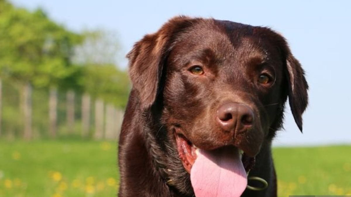 Are Chocolate Labs Hypoallergenic
