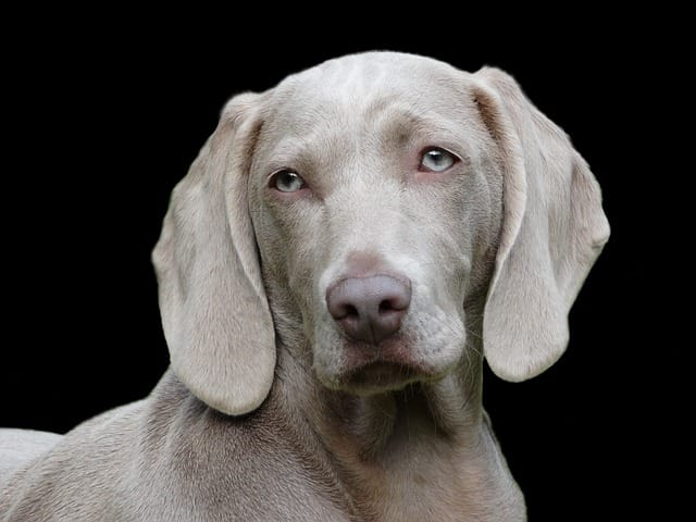 Can Weimaraners Live with Cats