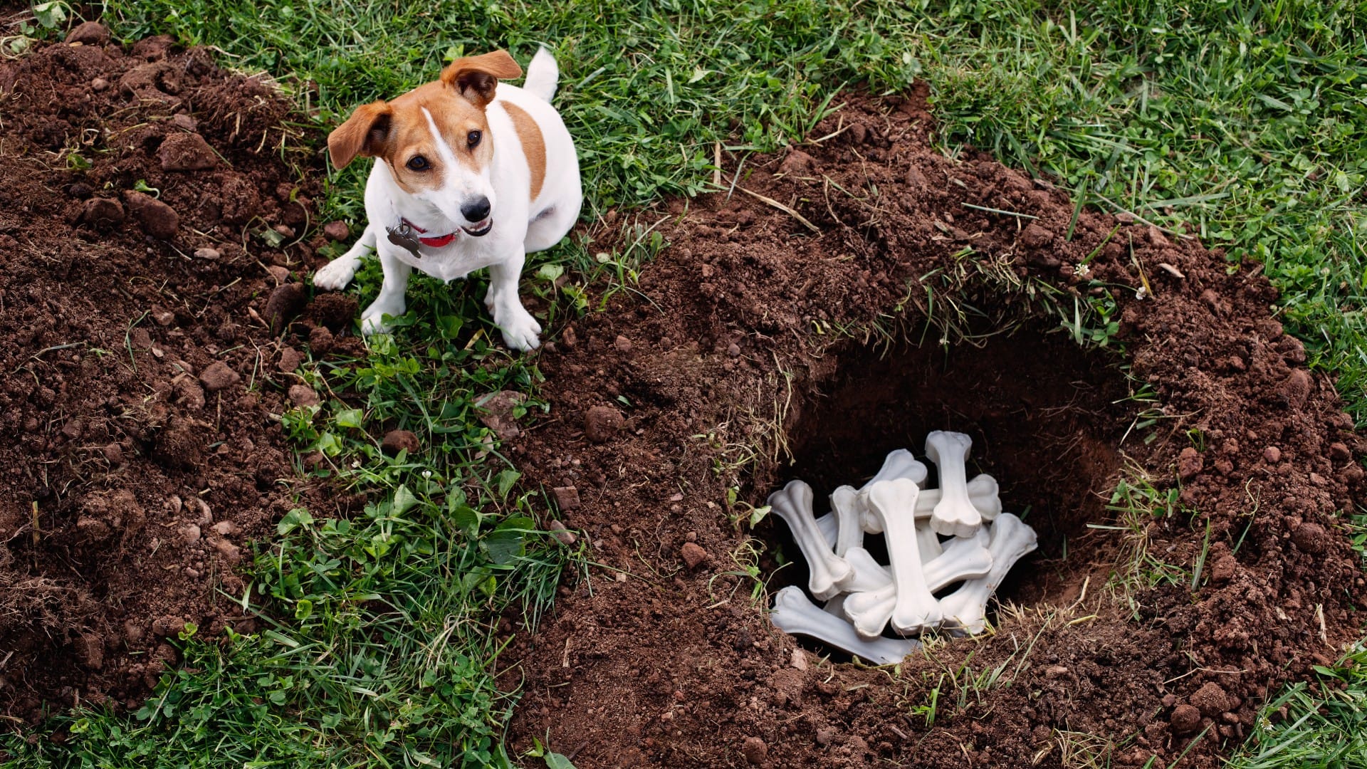 Why Does My Dog Hide Food? Reveal Dog Instincts & Behaviors