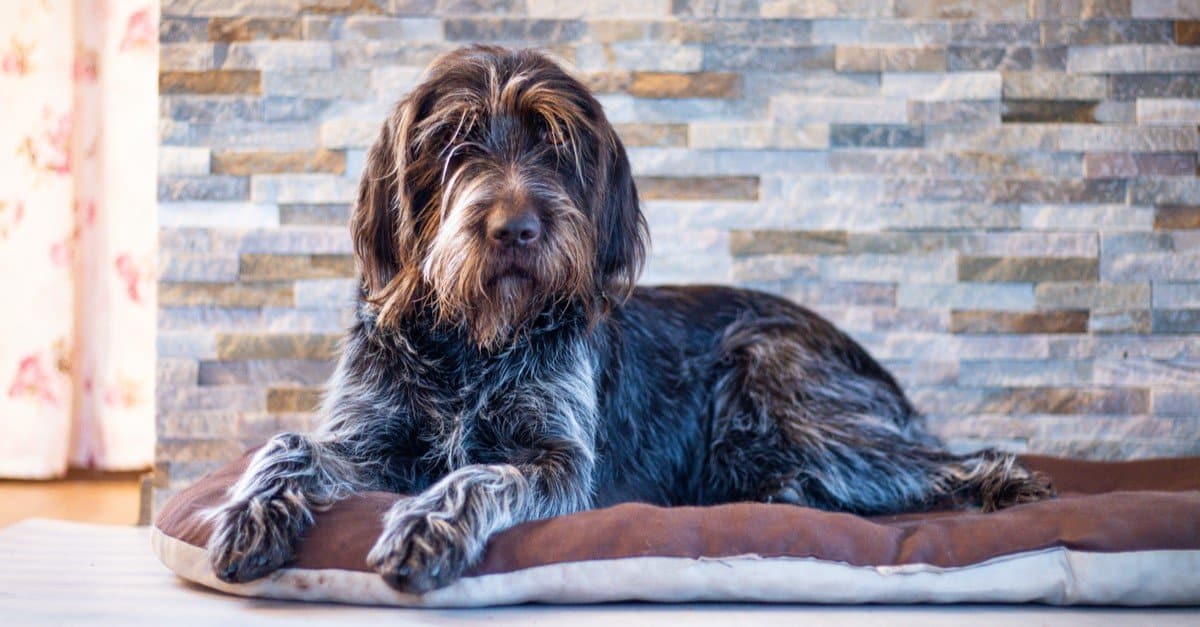 wirehaired pointing griffon good family dogs