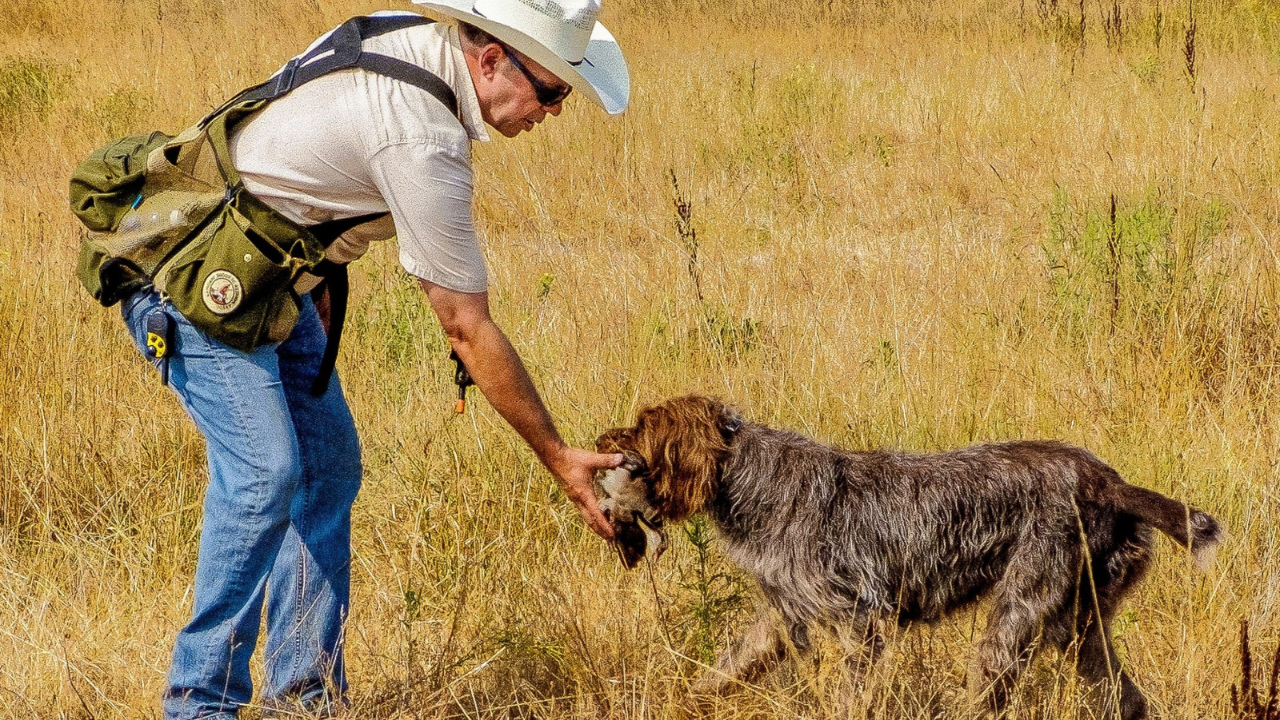  Wirehaired Pointing Griffons 
