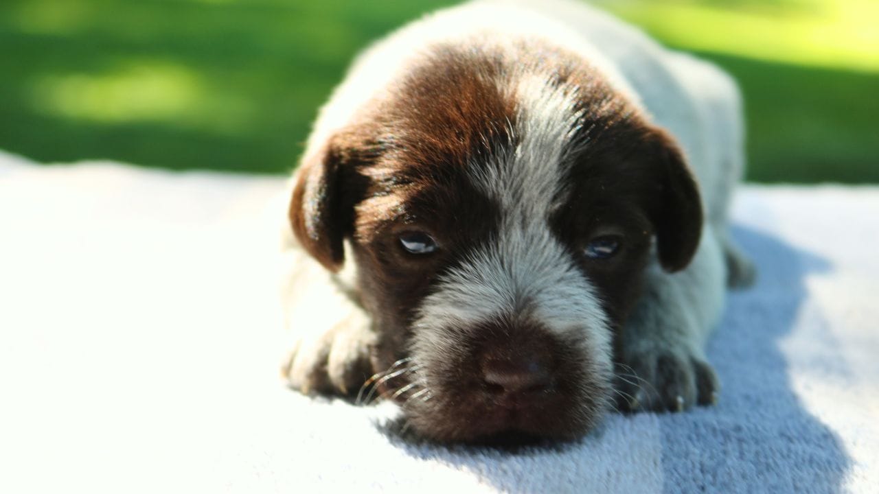 Wirehaired Pointing Griffon Puppy