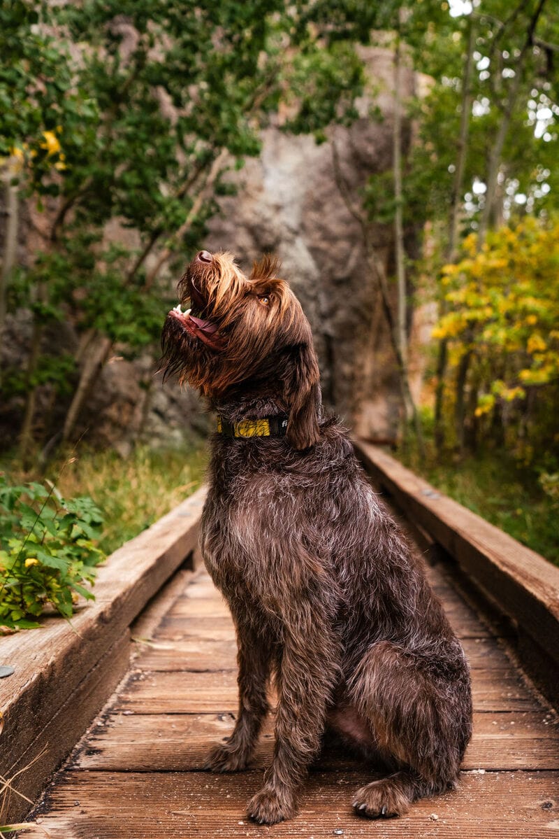 wirehaired pointing griffon sitting in outdoors